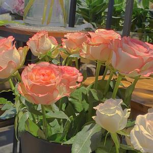 亚洲色图,哥哥插我
